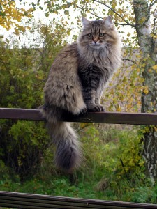 Siberian cat in summercoat" by Roswitha BuddeCattery vom Hohen Timp 
